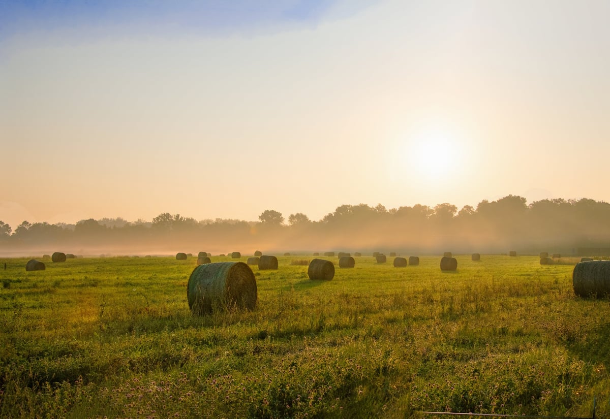 Little Blue's Farm hay fields at first light — the same fields our herd is raised on.