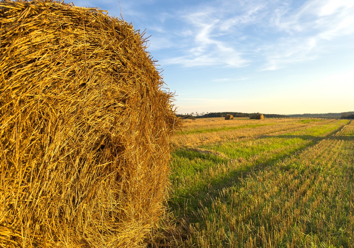 A large hay bale in Little Blue's Farm's harvested field — the farm setting behind our dry-aged beef.