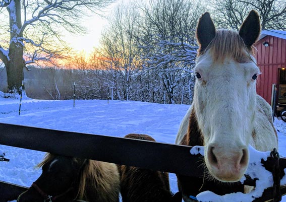 Horse in snow